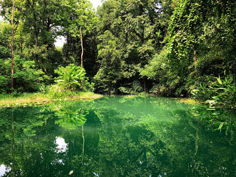 Paradise on Earth stock image. Image of calm, kiev, trees - 117314399