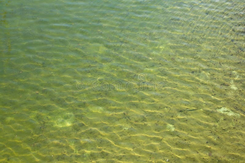 Pond Green Water Texture with Small Waves Stock Image Image of clean, pure 90082729