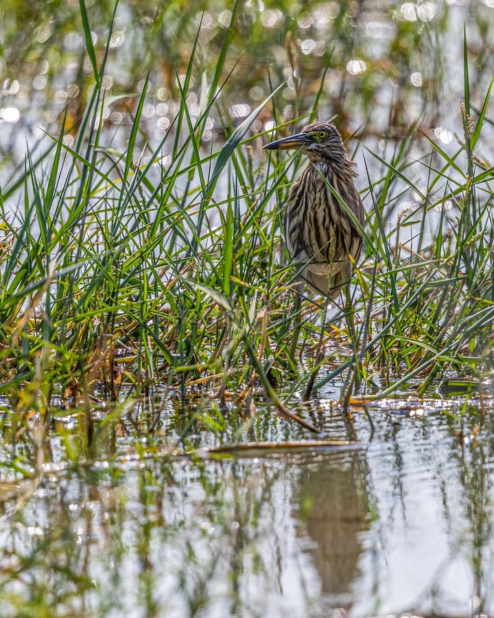 A Pond Heron stock photo Image of animals fauna lake 360209120