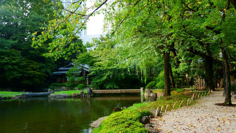 Pond in the Japanese garden. City park. Beginning of autumn royalty free stock image Pond in the Japanese garden. City park. Beginning of autumn royalty free stock image