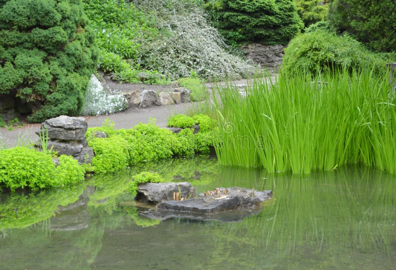 Pond landscape summer stock image. Image of pond, reed 79540965