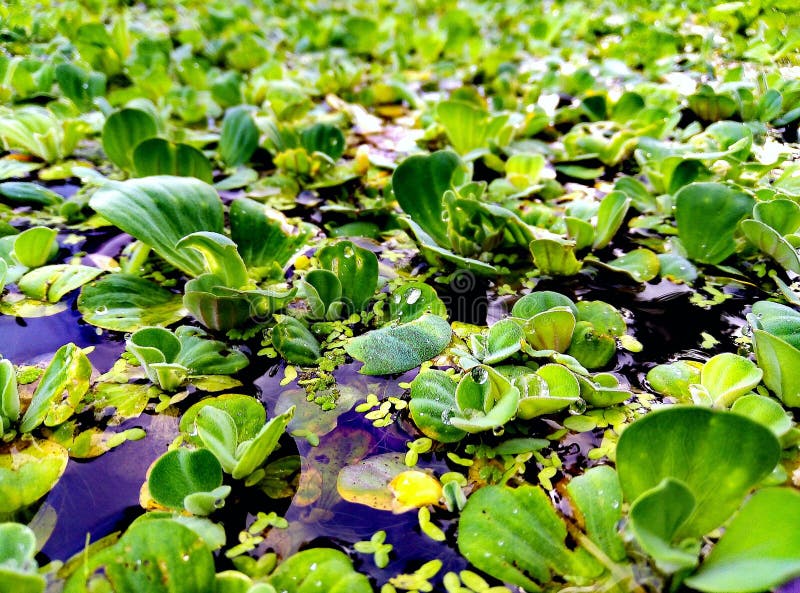Pond Leaf,over Water, Looking Great Stock Photo Image of pond