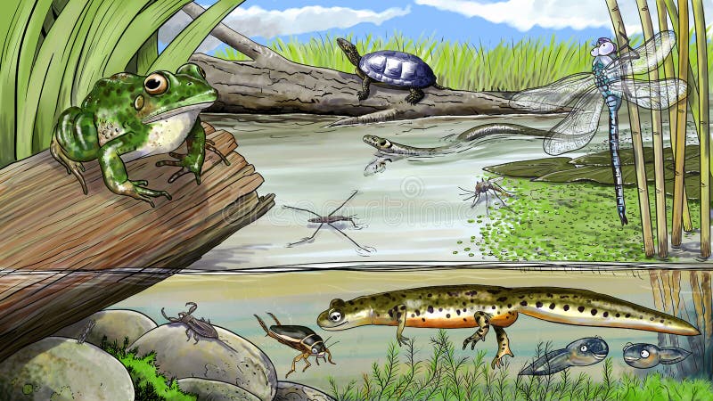 Pond Life Food Web Clip Art - Aquatic Ecosystem | Aquatic ecosystem, Food  web, Pond life