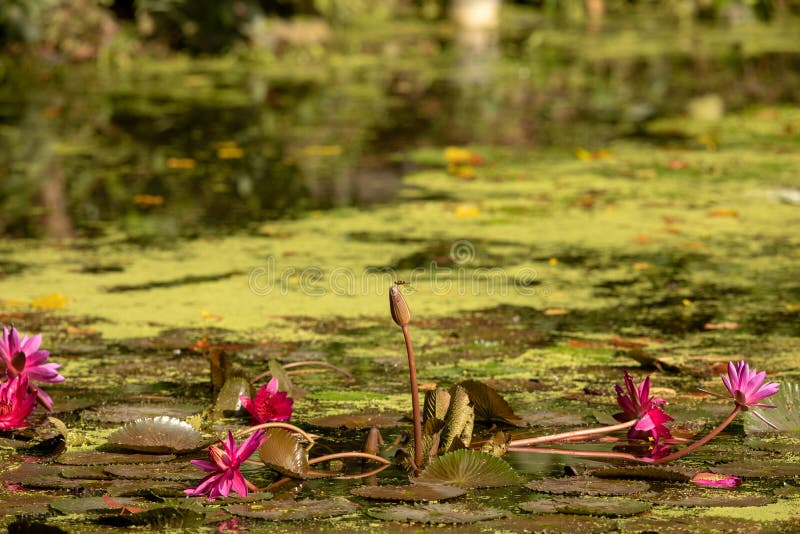 Pond with lily pads. Dragonfly sits on water lily. Wetland Center at Sungei Buloh Wetland Reserve.