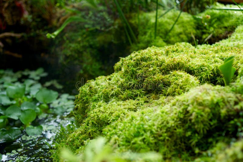Log in Pond with Moss and Trees Sprouting Stock Photo Image of forest