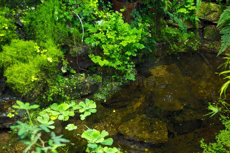 Pond with moss and plants stock photo. Image of jungle 72293690