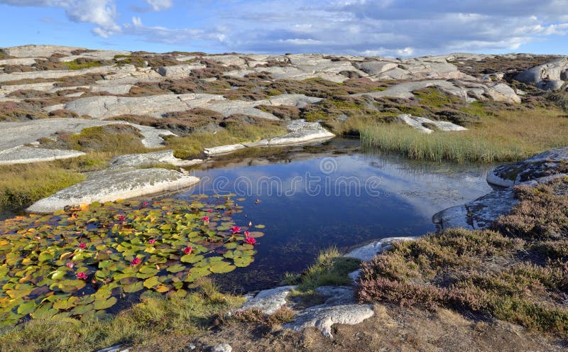 pond with pink water lily flowers blooming a in rocky coast in Sweden