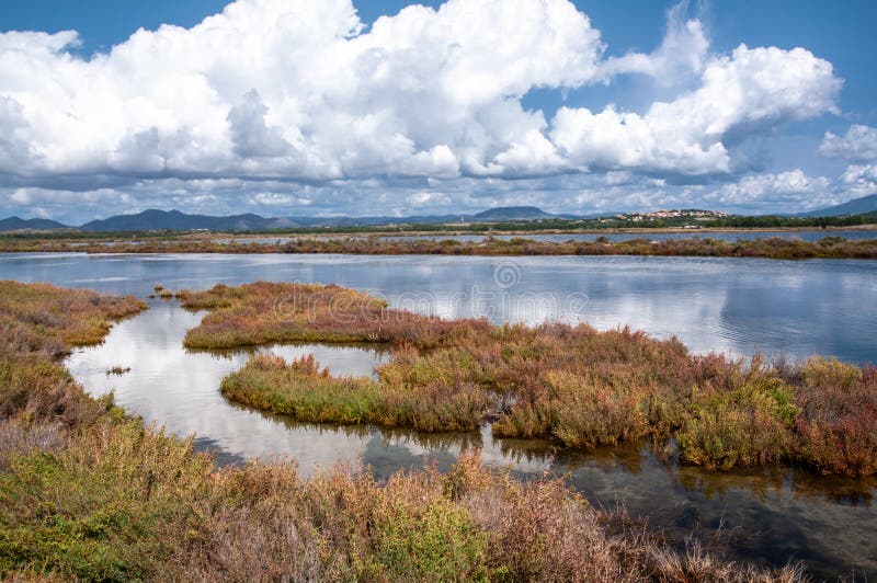 Sardinia. Natural environment. Coastal backdunal pond of Porto Botte in the Sulcis region. Shrubs of glasswort in saline water