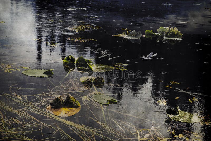 a swim in a pond in the rain a swim in a pond in the rain