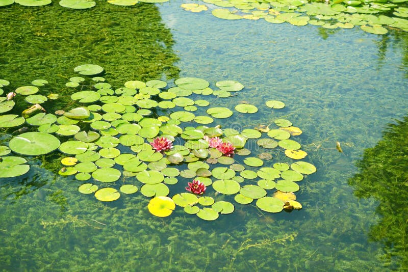 Pond With Water Lilies In The Park Stock Photo Image of botanical, color 35895736