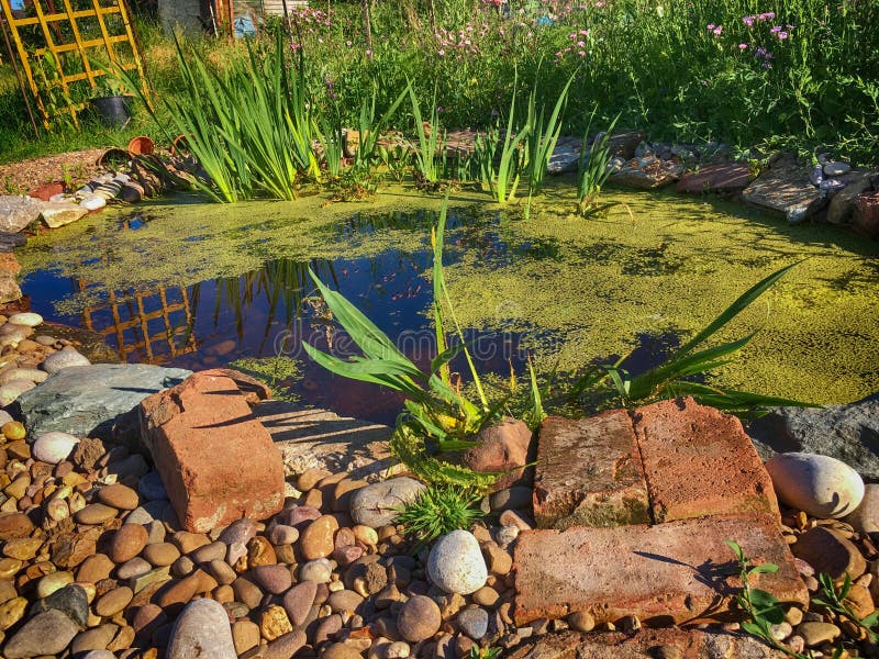 Pond, Water, Plant, Grass Picture. Image 133774373
