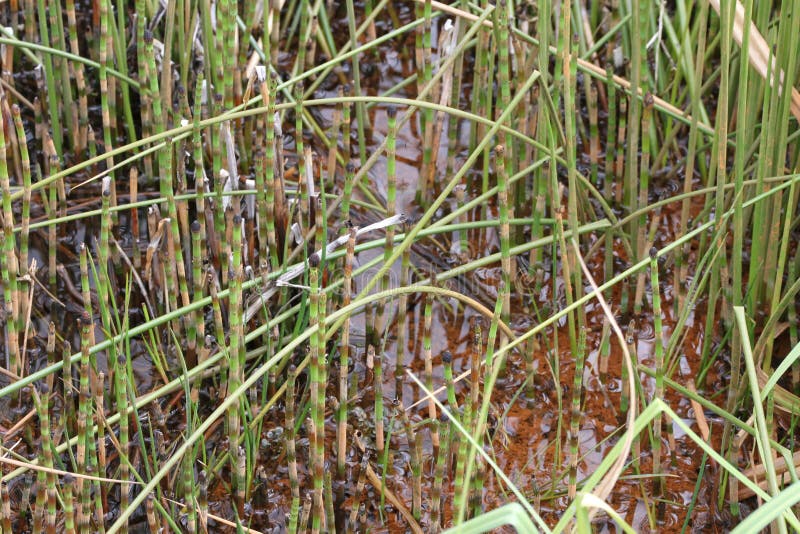 Pond weed stock photo. Image of green, weed, pattern 31061682