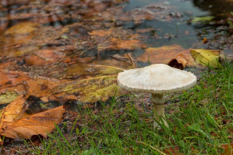 Red Mushroom at Mud Pond in Sunapee, New Hampshire Stock Image Image