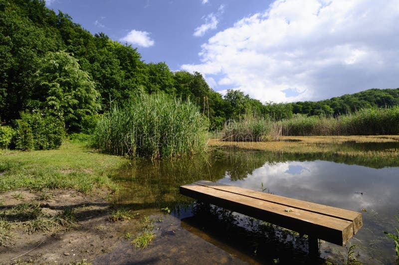 Pond in the woods