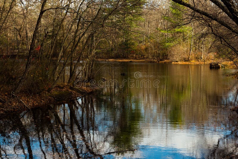 Pond In The Woods Stock Photo Image Of Trees Lake Forest 63523510