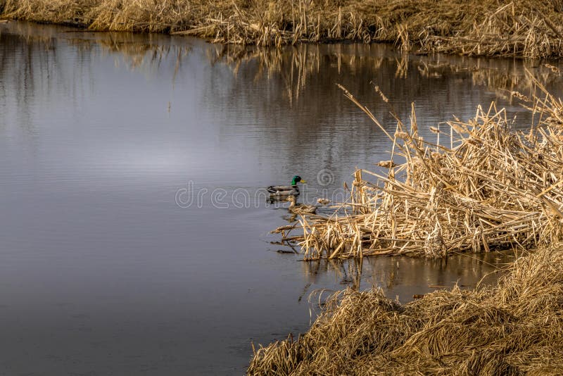 Ponds in the Field Red Deer County Alberta Canada Stock Photo Image