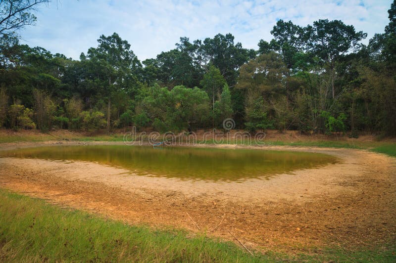 Ponds to dry. stock photo. Image of winter, tree, swamp 29635444