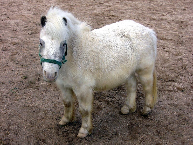 Wet White Pony Standing In Dirt. Wet White Pony Standing In Dirt