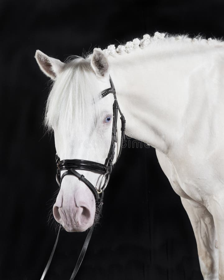German white pony bridle against a black background, portrait. German white pony bridle against a black background, portrait