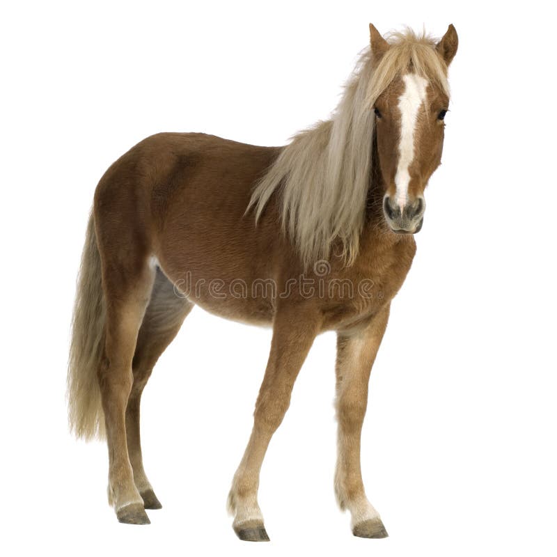Poney d'îles Shetland (2 ans) image libre de droits Poney d'îles Shetland (2 ans) image libre de droits