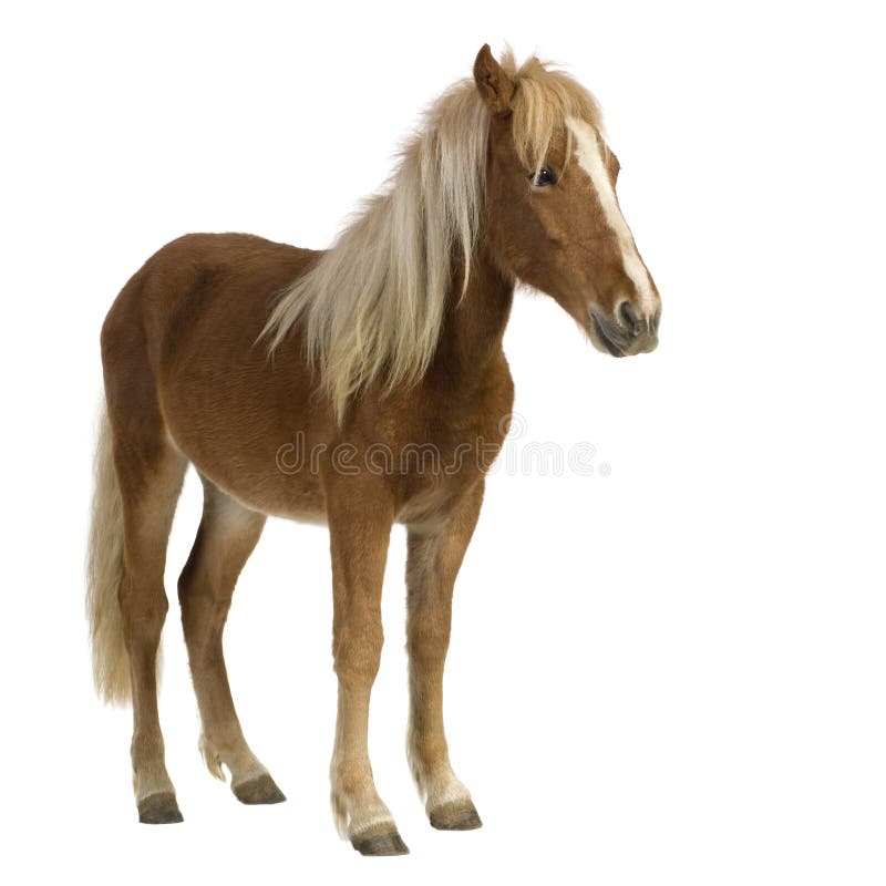Poney d'îles Shetland (2 ans) photographie stock libre de droits Poney d'îles Shetland (2 ans) photographie stock libre de droits