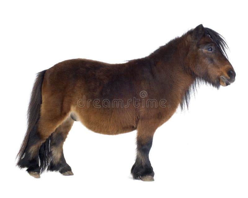 Poney d'îles Shetland photographie stock Poney d'îles Shetland photographie stock