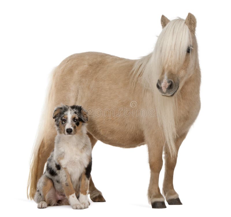 Poney d'îles Shetland de Palomino, caballus d'Equus photo stock Poney d'îles Shetland de Palomino, caballus d'Equus photo stock