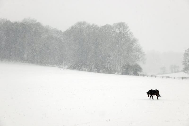 Poney dans la neige images stock Poney dans la neige images stock