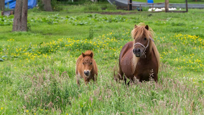 Poney de Brown avec le poulain image libre de droits Poney de Brown avec le poulain image libre de droits