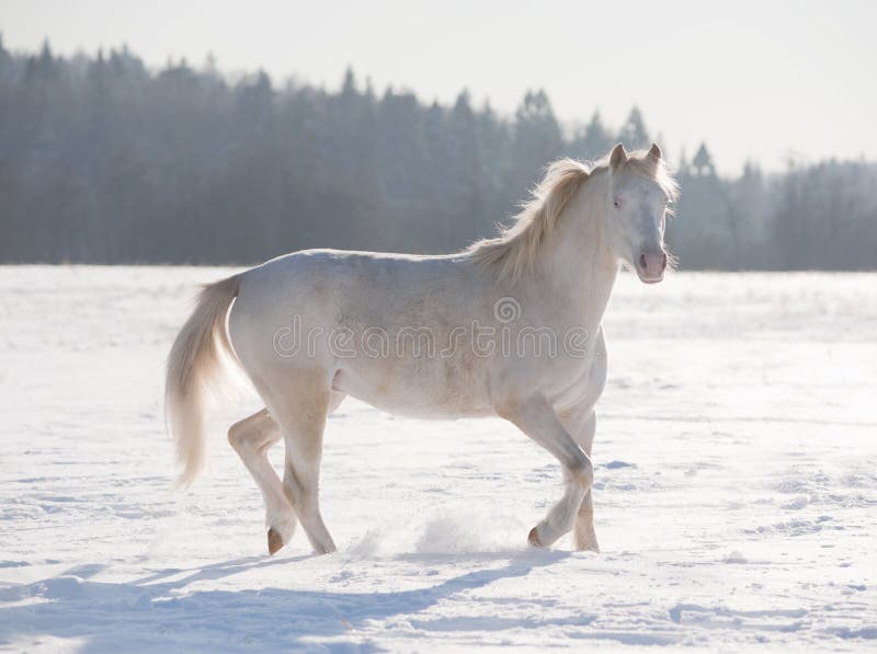 Cremello welsh pony in the snow. Cremello welsh pony in the snow