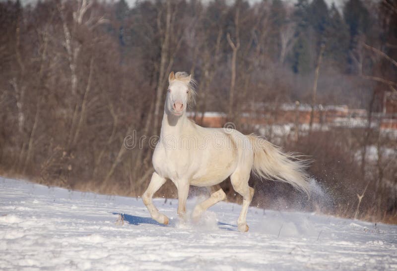 Cremello welsh pony running through winter field. Cremello welsh pony running through winter field