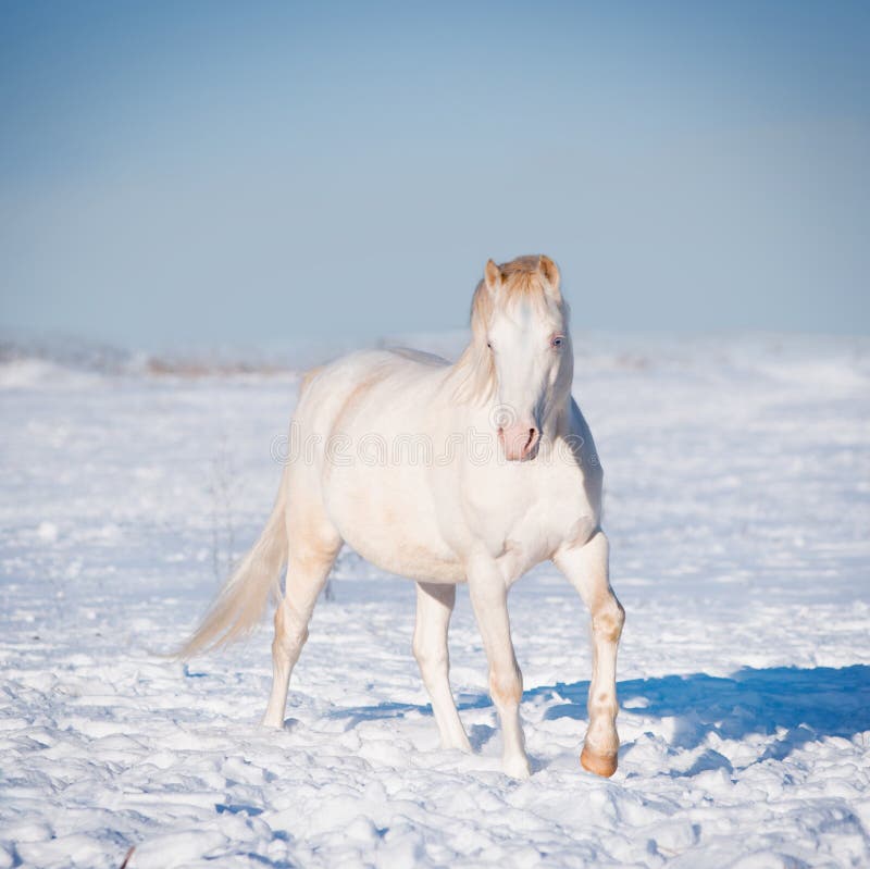 The cremello welsh pony winter. The cremello welsh pony winter