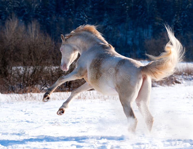 Cremello welsh pony plays in winter. Cremello welsh pony plays in winter