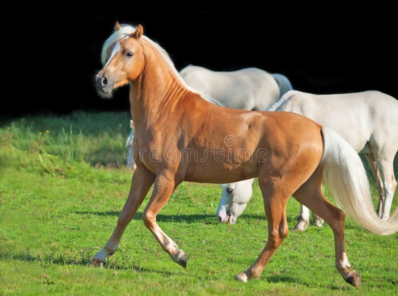 Running palomino welsh pony. sunny day. Running palomino welsh pony. sunny day