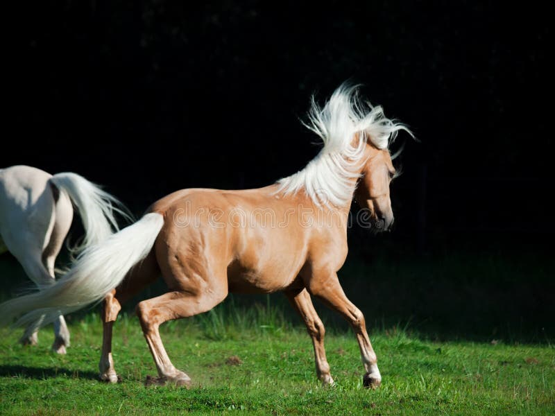 Palomino welsh pony in motion at black background. sunny day. Palomino welsh pony in motion at black background. sunny day