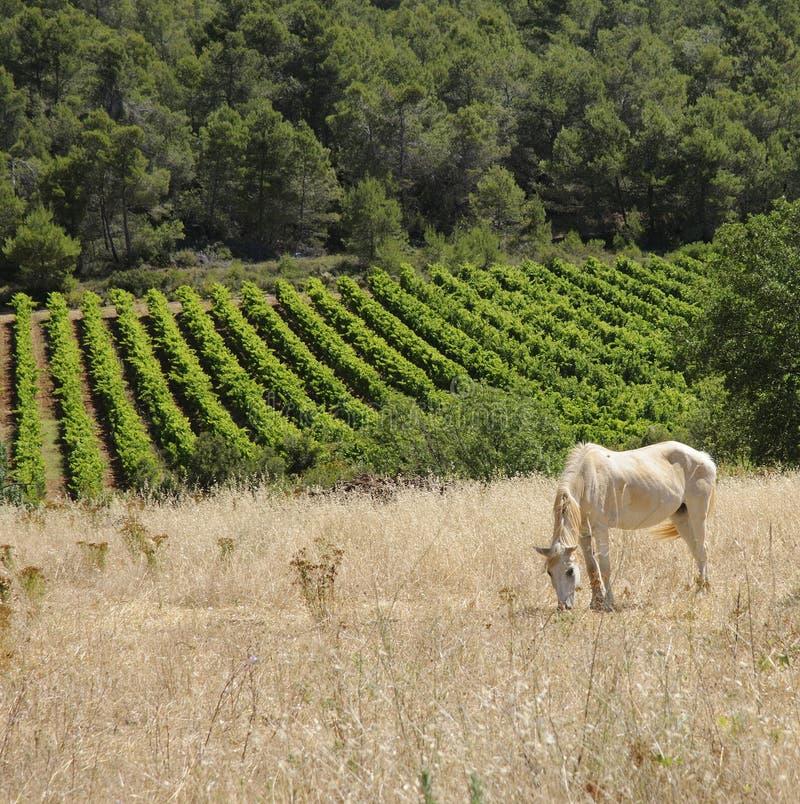 A Cremello pony grazing in the Aude Pyrenees Orientales wine producing region of Southern France with a backdrop of vines. A Cremello pony grazing in the Aude Pyrenees Orientales wine producing region of Southern France with a backdrop of vines