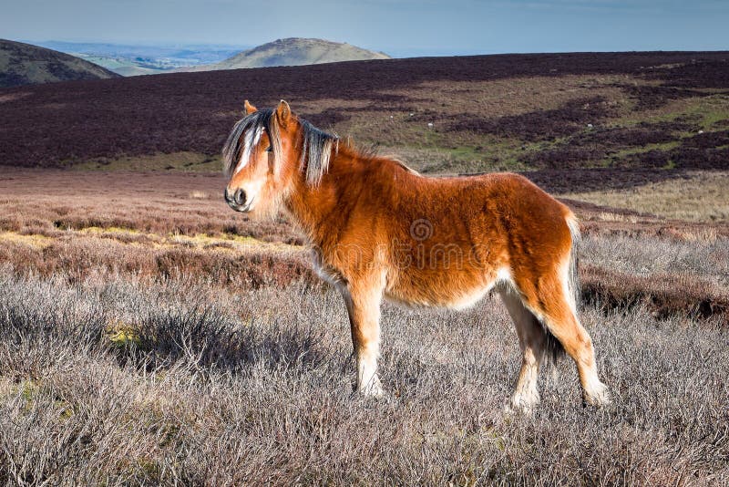 Poney sauvage de montagne en Angleterre photographie stock libre de droits Poney sauvage de montagne en Angleterre photographie stock libre de droits
