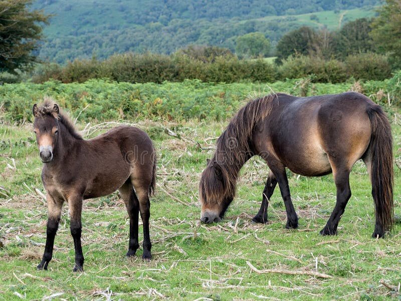 Poneys d'Exmoor - jument et poulain Dans l'habitat naturel d'Exmoor photo libre de droits Poneys d'Exmoor - jument et poulain Dans l'habitat naturel d'Exmoor photo libre de droits
