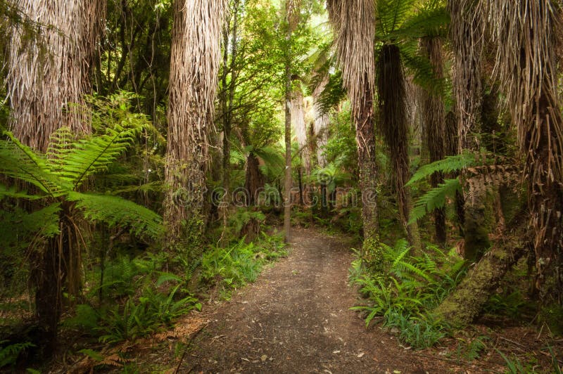 Ponga forest at Ohakune Old coach road walk. Ponga is a fern tree endemic to New Zealand. Tongariro National Park of New Zealand. Ponga forest at Ohakune Old coach road walk. Ponga is a fern tree endemic to New Zealand. Tongariro National Park of New Zealand.