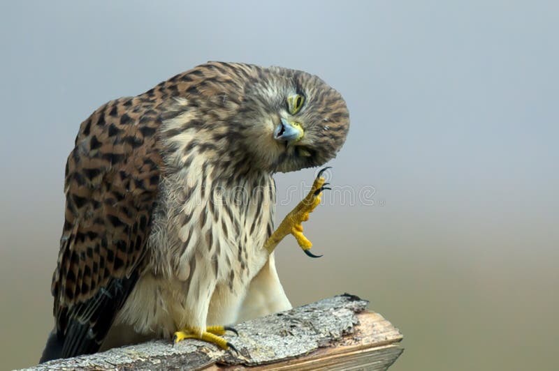 Poniedziałek rano Kestrel… zdjęcia stock Poniedziałek rano Kestrel… zdjęcia stock
