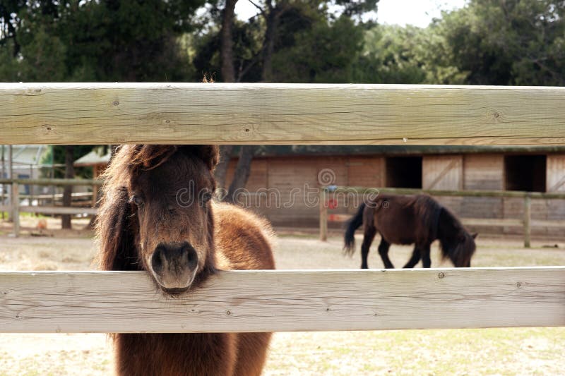 Ponies at a farm royalty free stock photography