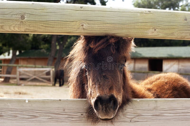 Ponies at a farm royalty free stock photos