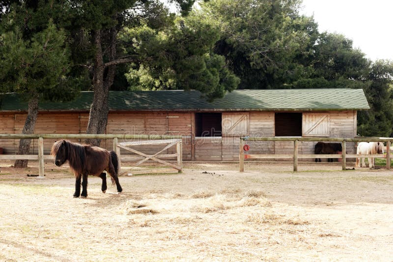 Ponies at a farm royalty free stock images