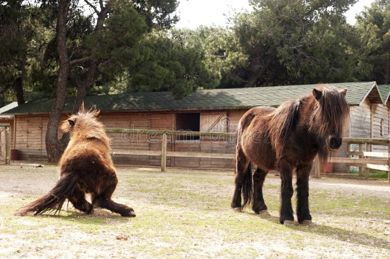 Ponies at a farm stock image