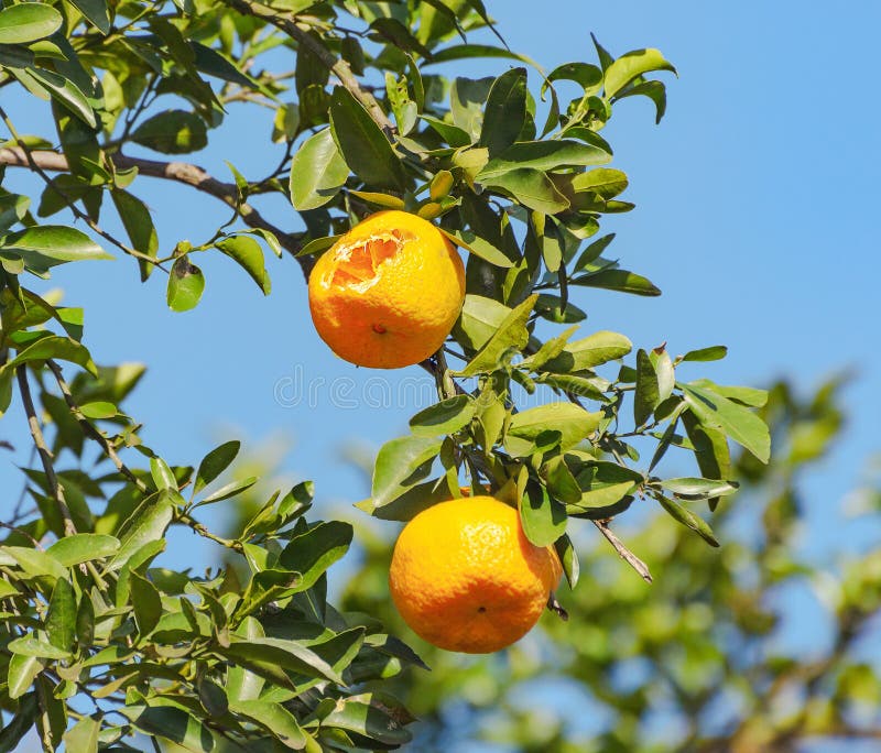 Fruit ponkan tangerine stock image. Image of isolated 121598143