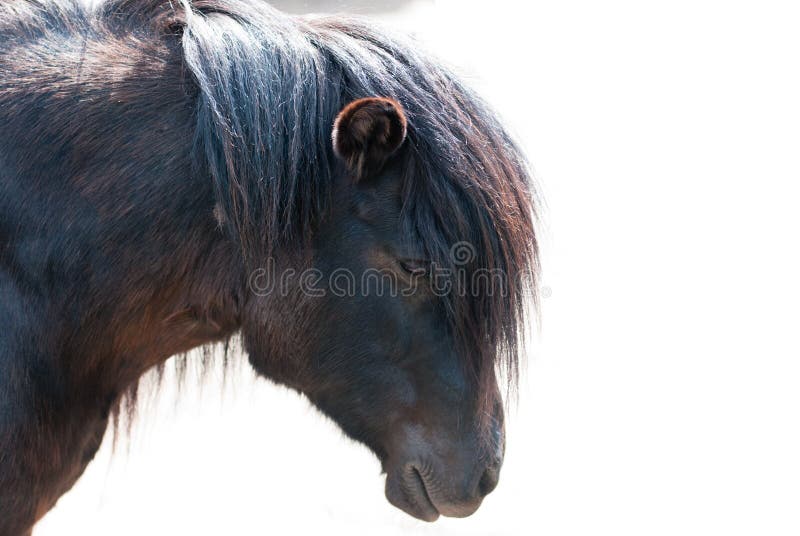 Ponnycloseup royaltyfri fotografi Ponnycloseup royaltyfri fotografi