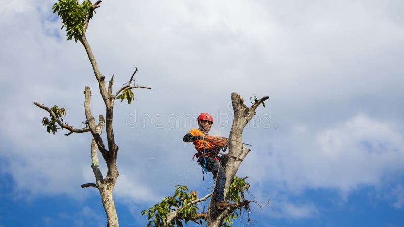 Stump Grinding