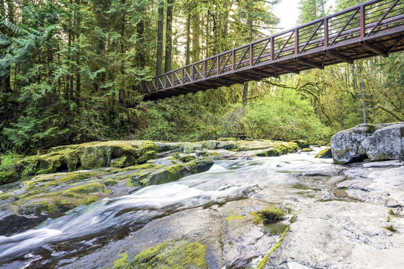 Hiking trail with bridge in a wild forest with trees and shrubs covered with moss in Lacamas in Northwest Washington with a unique wildlife of nature attracting tourists who prefer walking routes. Hiking trail with bridge in a wild forest with trees and shrubs covered with moss in Lacamas in Northwest Washington with a unique wildlife of nature attracting tourists who prefer walking routes.