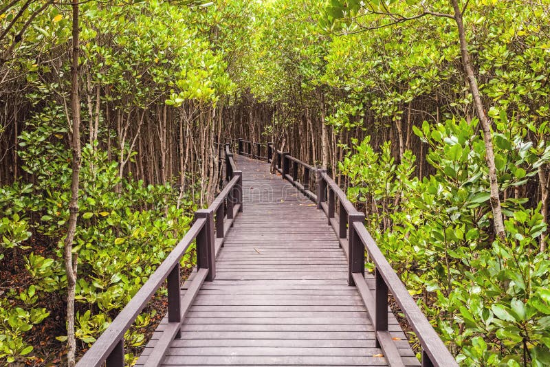 Pont en bois le palétuvier de forêt chez Petchaburi, Thaïlande photos stock Pont en bois le palétuvier de forêt chez Petchaburi, Thaïlande photos stock
