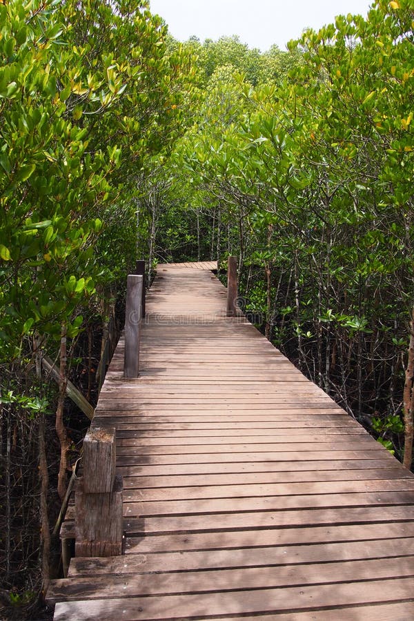 Pont en bois pour un chemin à travers la forêt naturelle de palétuvier, pour le fond naturel photo stock Pont en bois pour un chemin à travers la forêt naturelle de palétuvier, pour le fond naturel photo stock